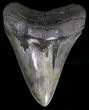 Colorful, Serrated Megalodon Tooth #18349-1